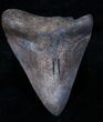 Bargain Megalodon Tooth - River Find #3794-1